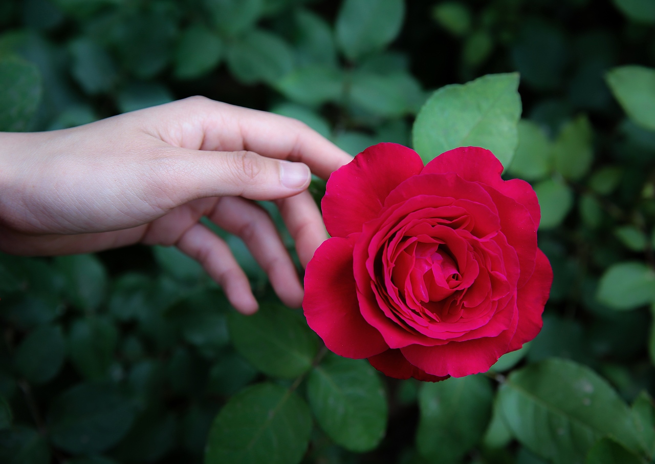 像极了爱情（图ZMzc0MDAyMjg4） - 时尚/艺术摄影 - 站酷设计师歪猴儿Terry原创素材 - 站酷ZCOOL