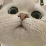 呵屋昂皇的头像