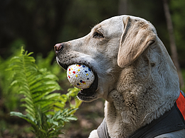 两个宠物玩具详情页整理
