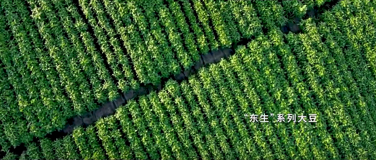 大豆“纪录片”