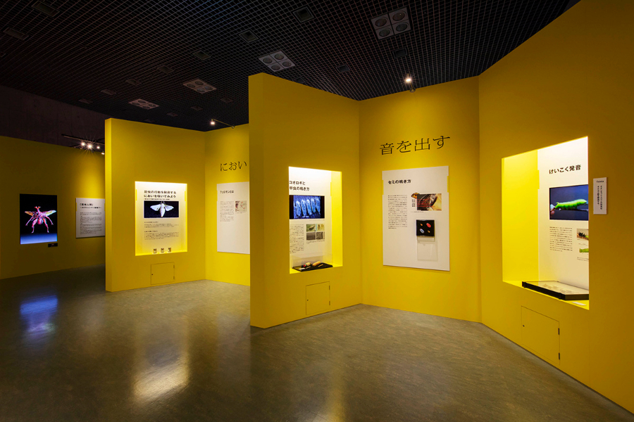 展馆设计-非常有意思的自然昆虫展示馆（图ZMTQ4NTc0MDg=） - 资讯 - 站酷设计师ZGSJS原创素材 - 站酷ZCOOL