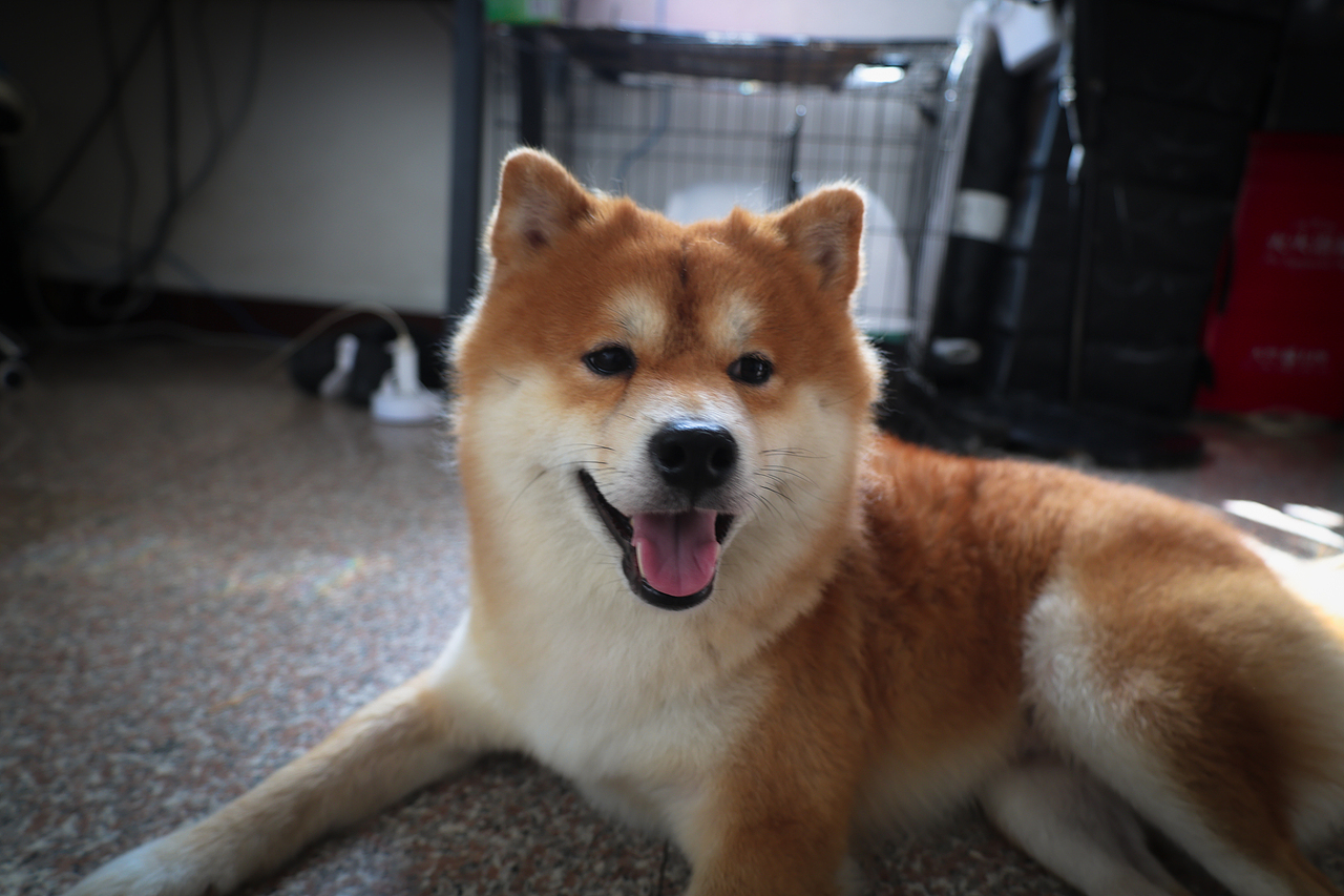 小猫小狗写真集（hhh请问谁能拒绝一个会微笑的小狗呢（图ZMzc0MjM2Mjk2） - 其他 - 站酷设计师LetThePastPass原创素材 - 站酷ZCOOL