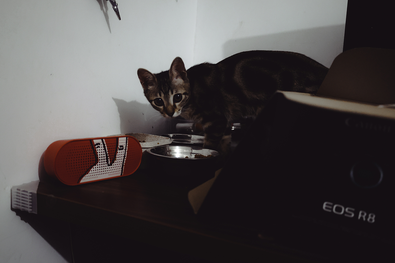 小猫小狗写真集（hhh请问谁能拒绝一个会微笑的小狗呢（图ZMzc0MjM2MjM2） - 其他 - 站酷设计师LetThePastPass原创素材 - 站酷ZCOOL