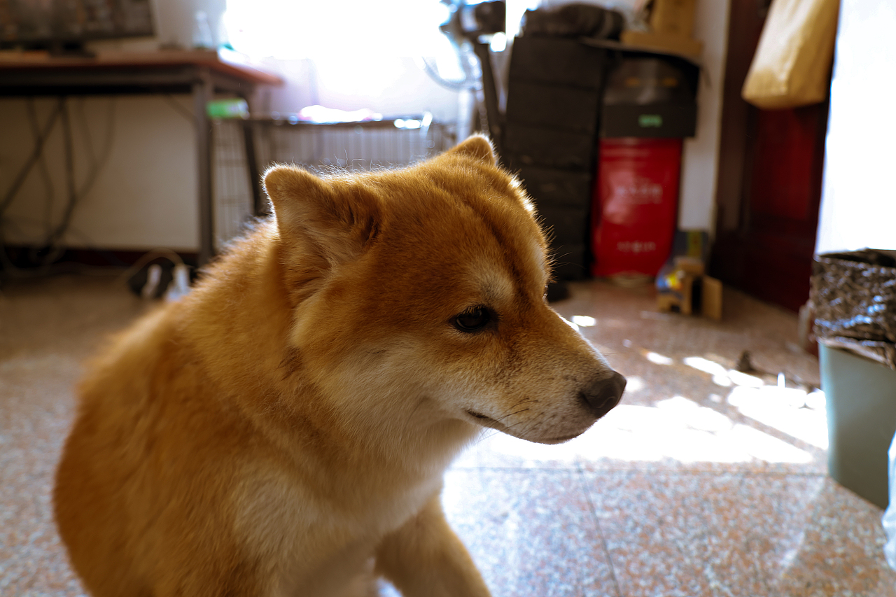 小猫小狗写真集（hhh请问谁能拒绝一个会微笑的小狗呢（图ZMzc0MjM2Mjg0） - 其他 - 站酷设计师LetThePastPass原创素材 - 站酷ZCOOL