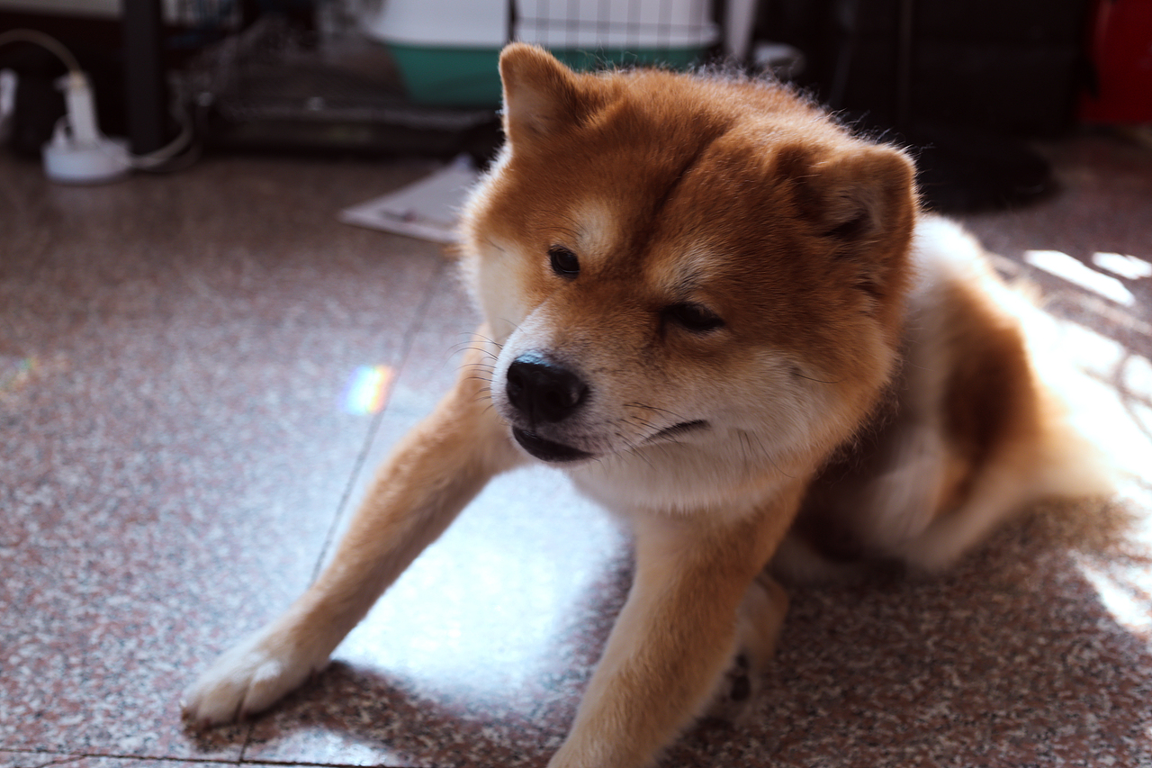 小猫小狗写真集（hhh请问谁能拒绝一个会微笑的小狗呢（图ZMzc0MjM2MzAw） - 其他 - 站酷设计师LetThePastPass原创素材 - 站酷ZCOOL