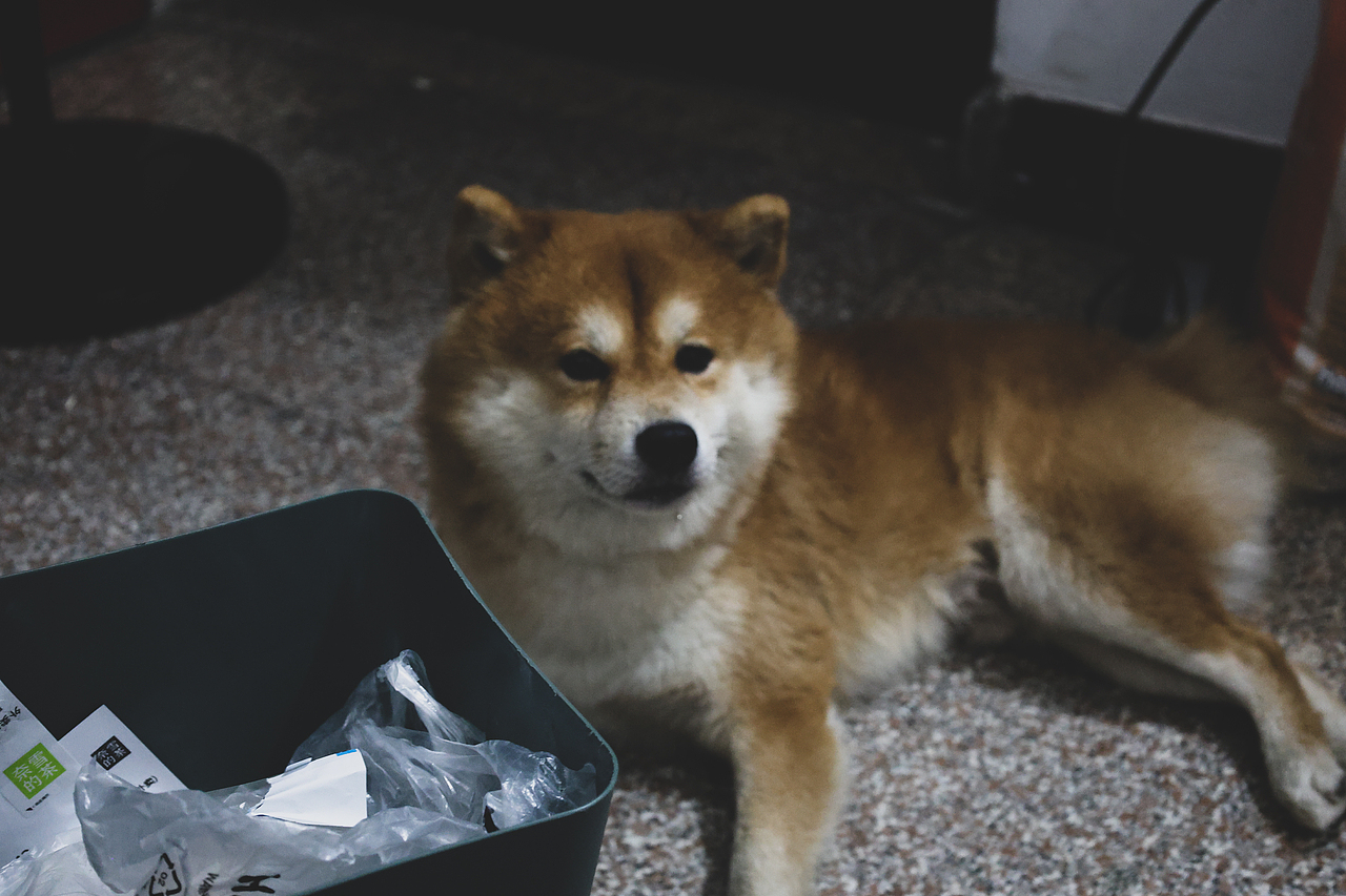 小猫小狗写真集（hhh请问谁能拒绝一个会微笑的小狗呢（图ZMzc0MjM2MjYw） - 其他 - 站酷设计师LetThePastPass原创素材 - 站酷ZCOOL
