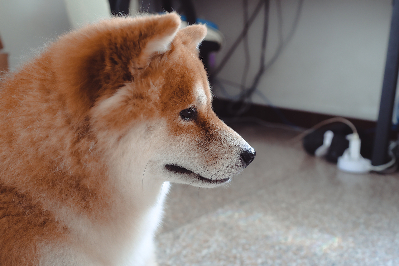 小猫小狗写真集（hhh请问谁能拒绝一个会微笑的小狗呢（图ZMzc0MjM2MzM2） - 其他 - 站酷设计师LetThePastPass原创素材 - 站酷ZCOOL