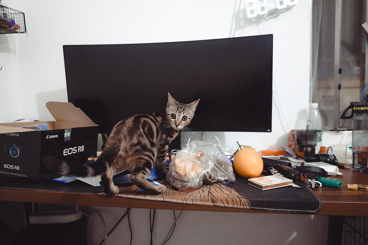 小猫小狗写真集（hhh请问谁能拒绝一个会微笑的小狗呢（图ZMzc0MjM2MjI0） - 其他 - 站酷设计师LetThePastPass原创素材 - 站酷ZCOOL