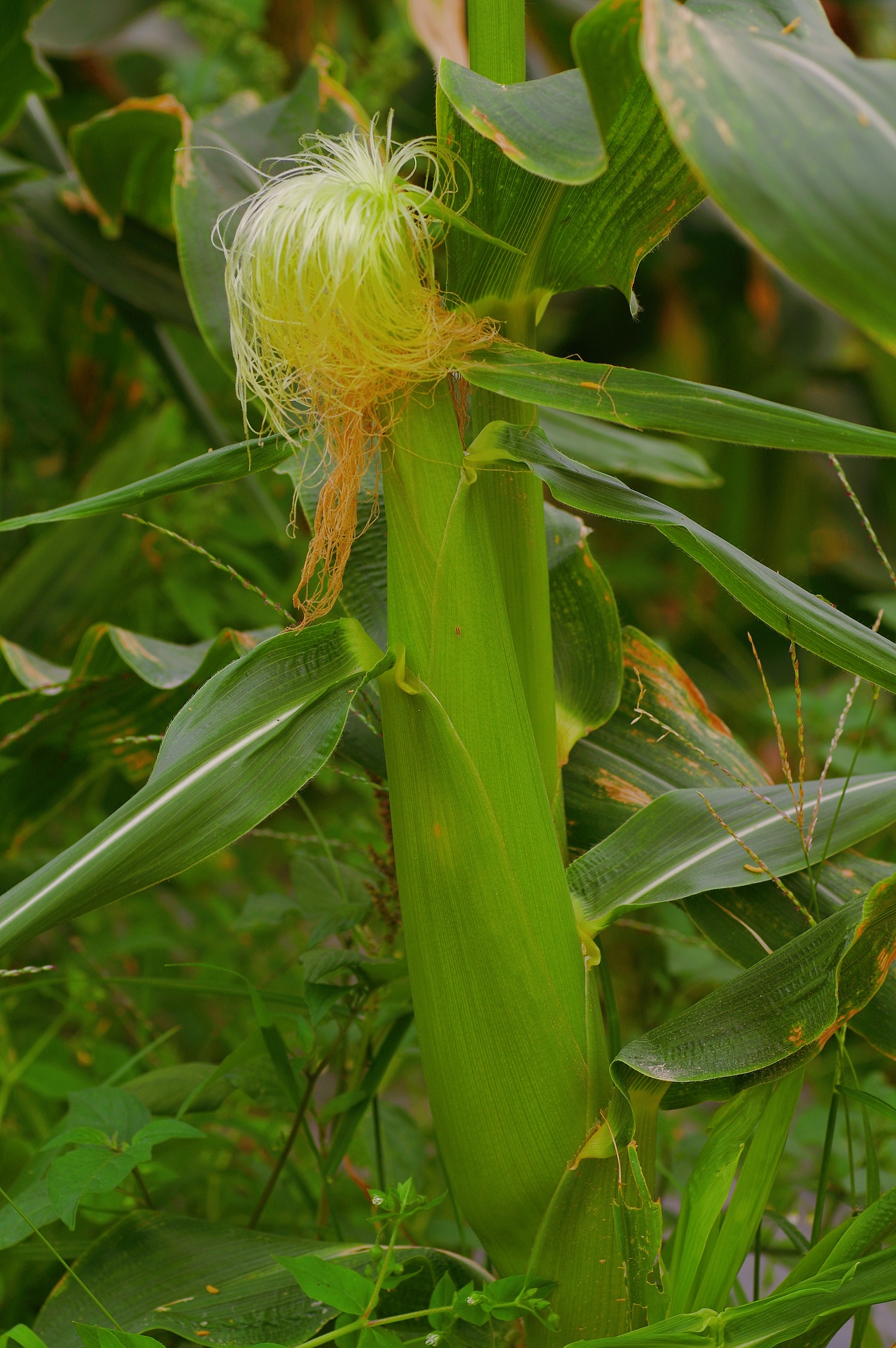 光明农场油菜花田