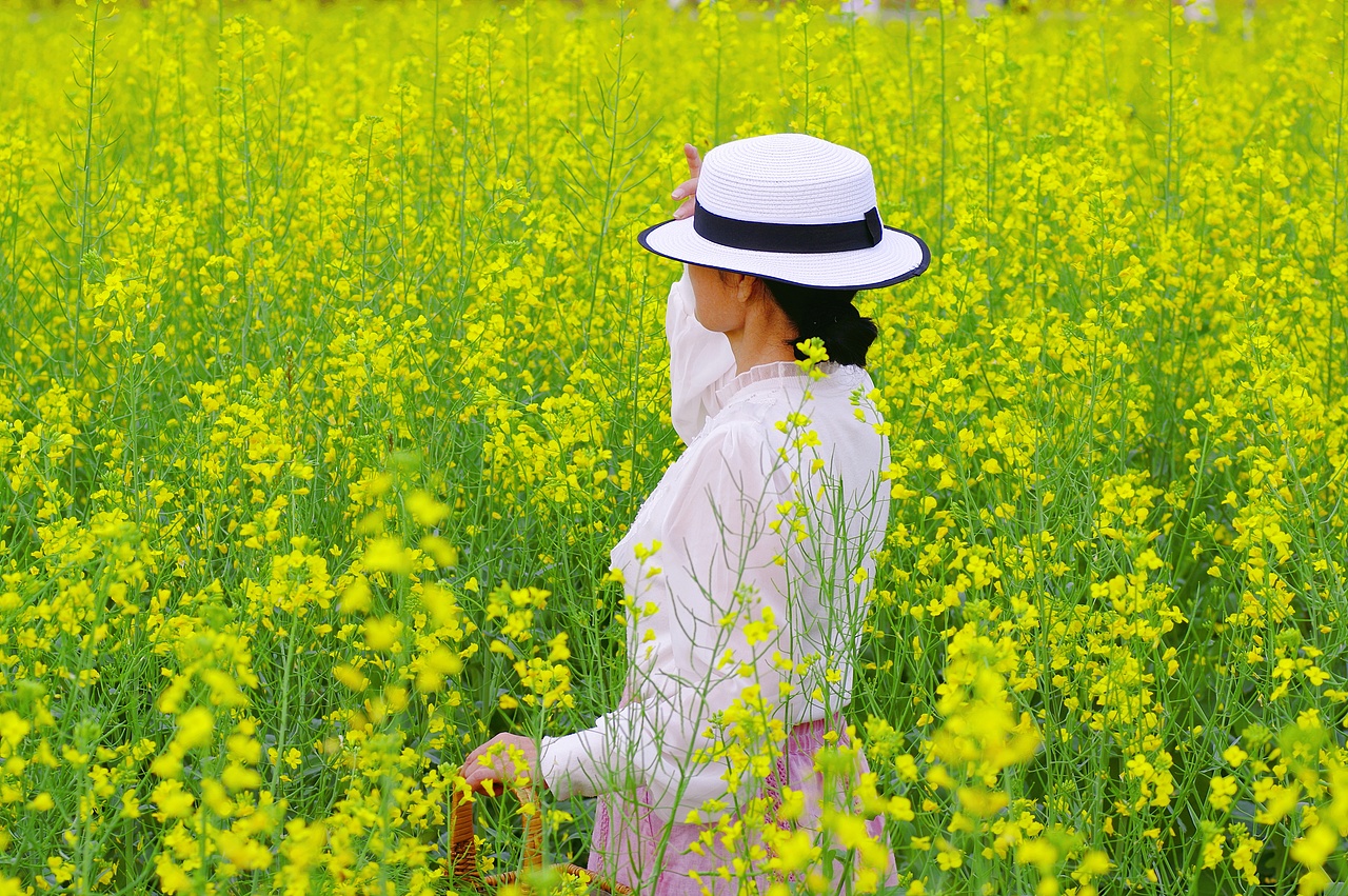 光明农场油菜花田