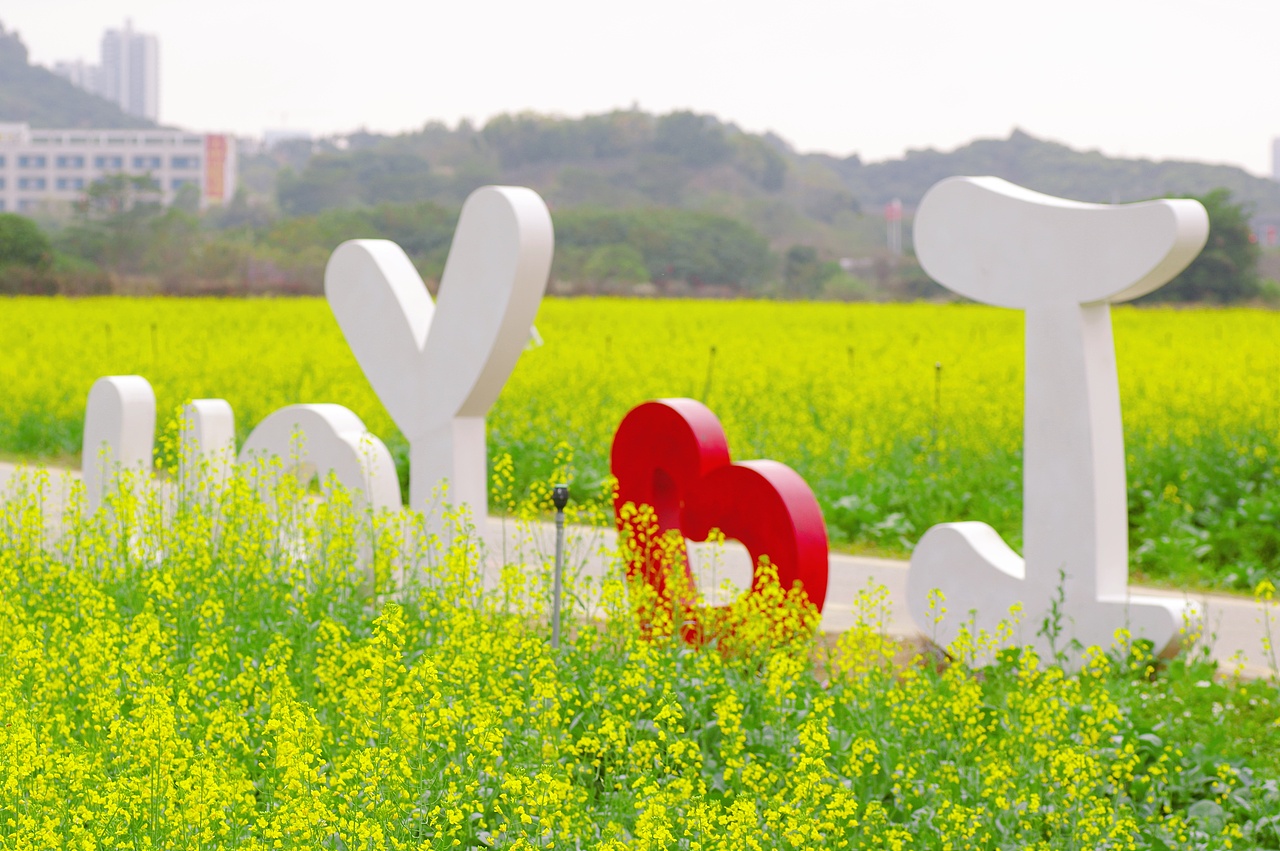 光明农场油菜花田