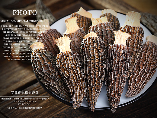 云南野生菌羊肚菌拍摄