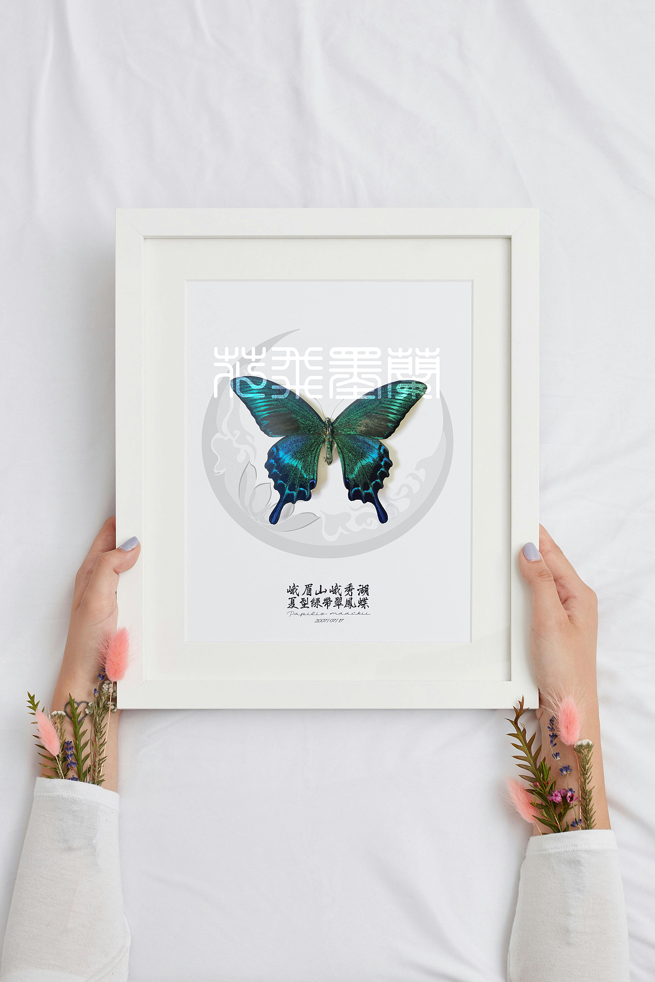 中国绿带翠凤蝶（夏型）Papilio maackii（图ZMzc0NDc1MTMy） - 其他手工艺 - 站酷设计师兰墨飞花原创素材 - 站酷ZCOOL