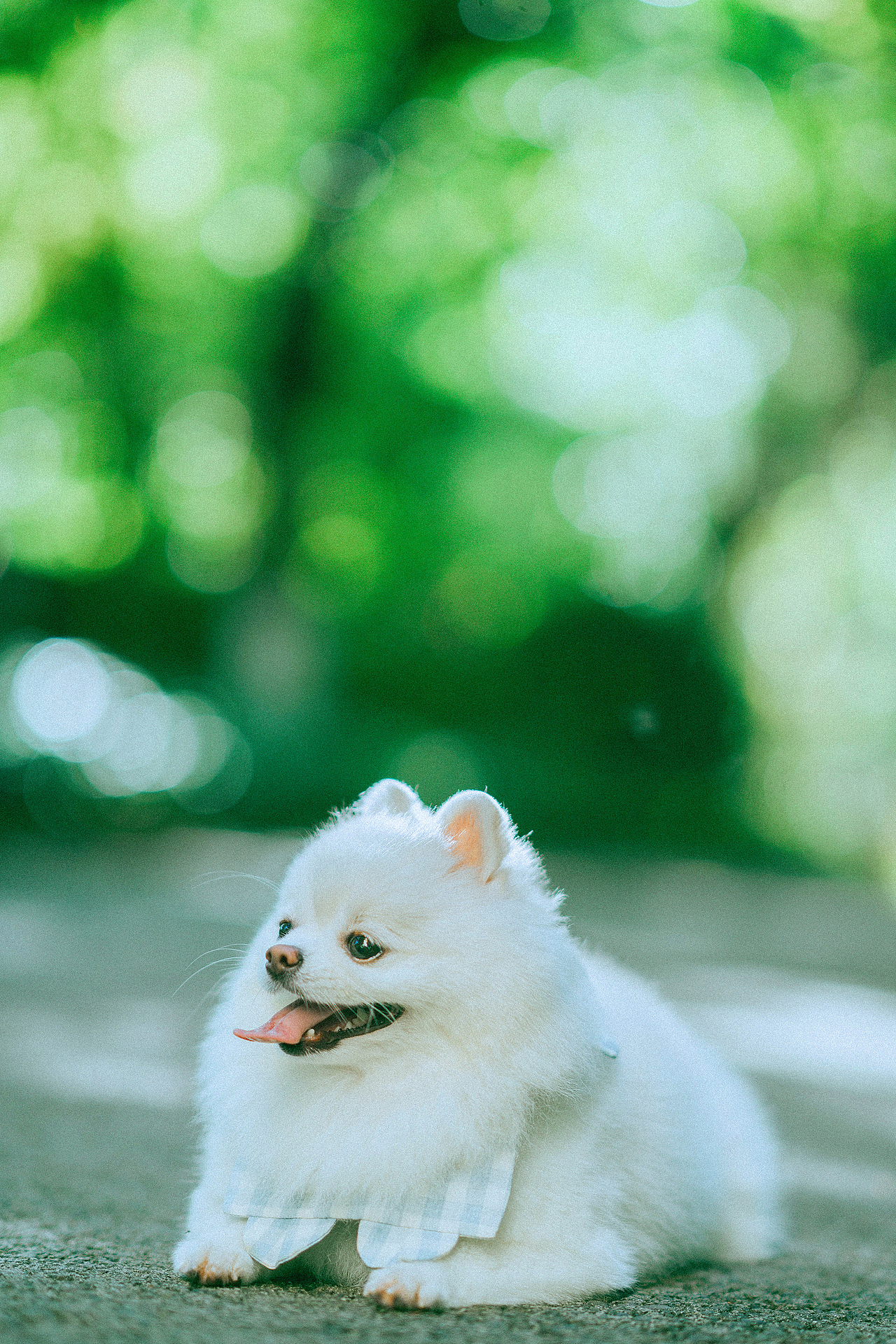 十九的夏天（图ZMzc0NTA1NDk2） - 宠物摄影 - 站酷设计师ROEMWO原创素材 - 站酷ZCOOL