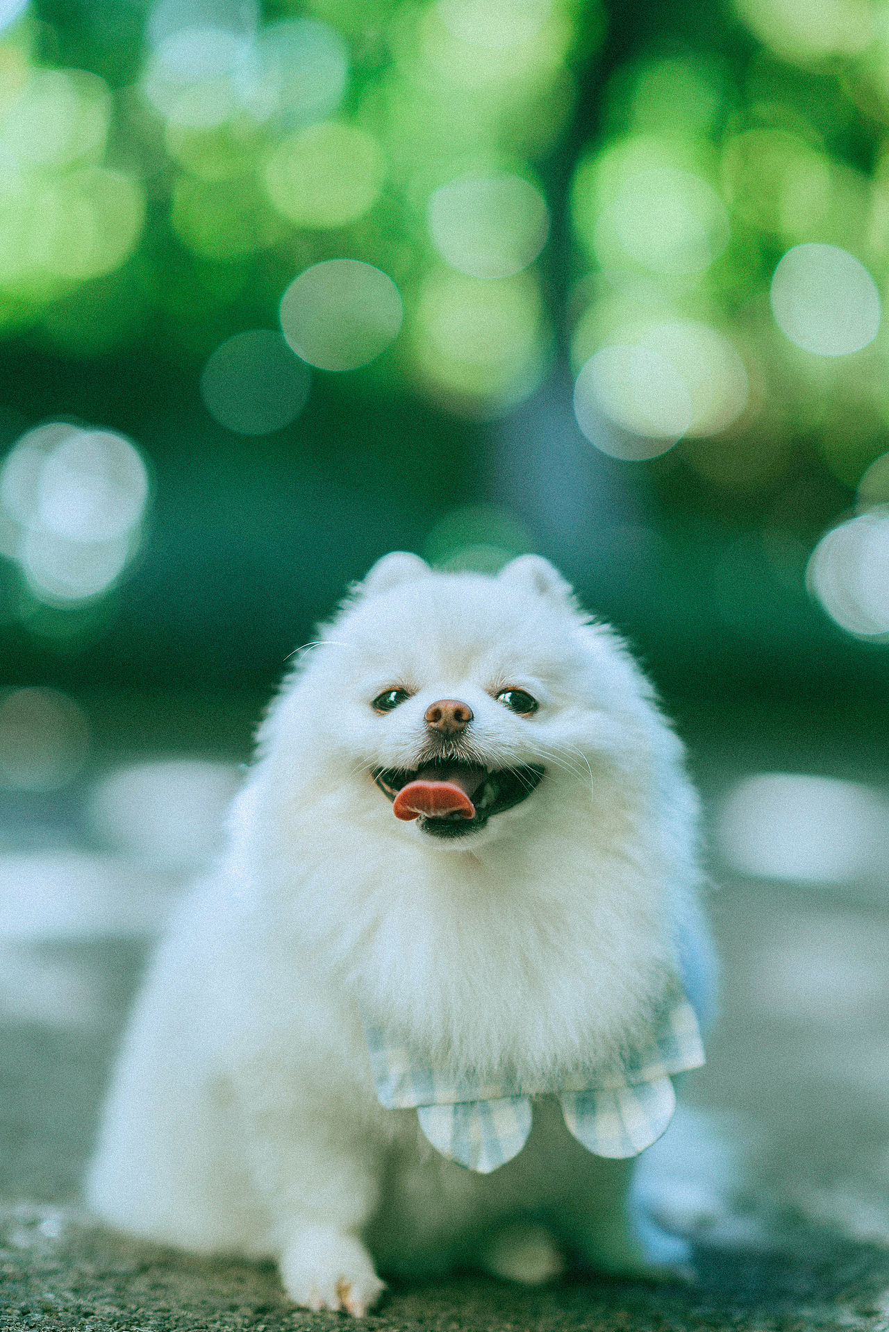 十九的夏天（图ZMzc0NTA1NTE2） - 宠物摄影 - 站酷设计师ROEMWO原创素材 - 站酷ZCOOL