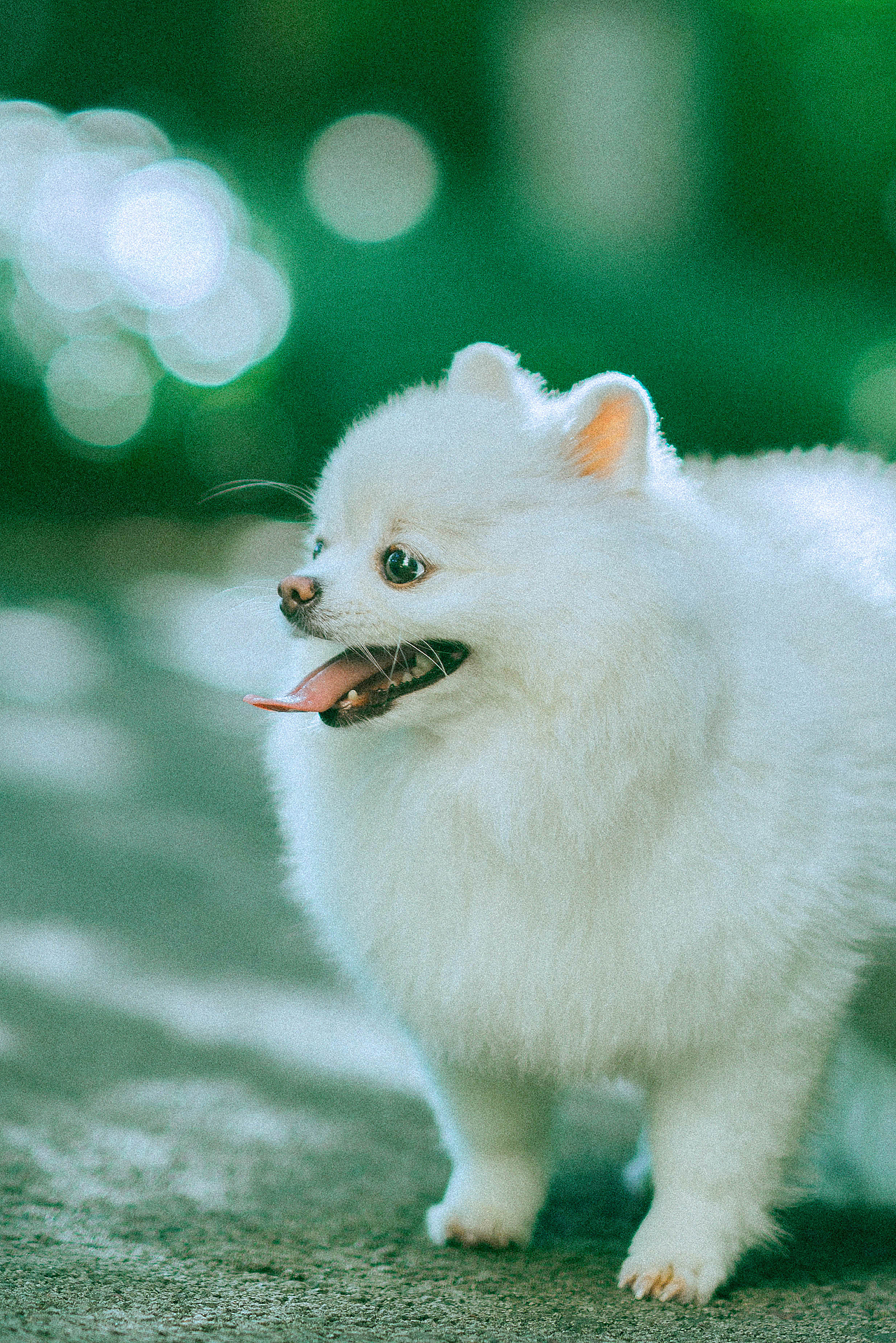 十九的夏天（图ZMzc0NTA1NDYw） - 宠物摄影 - 站酷设计师ROEMWO原创素材 - 站酷ZCOOL