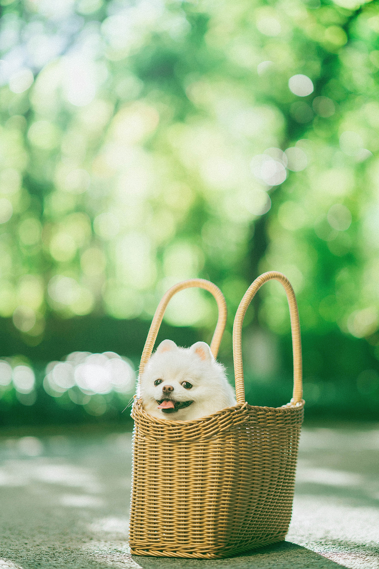 十九的夏天（图ZMzc0NTA1NDI0） - 宠物摄影 - 站酷设计师ROEMWO原创素材 - 站酷ZCOOL