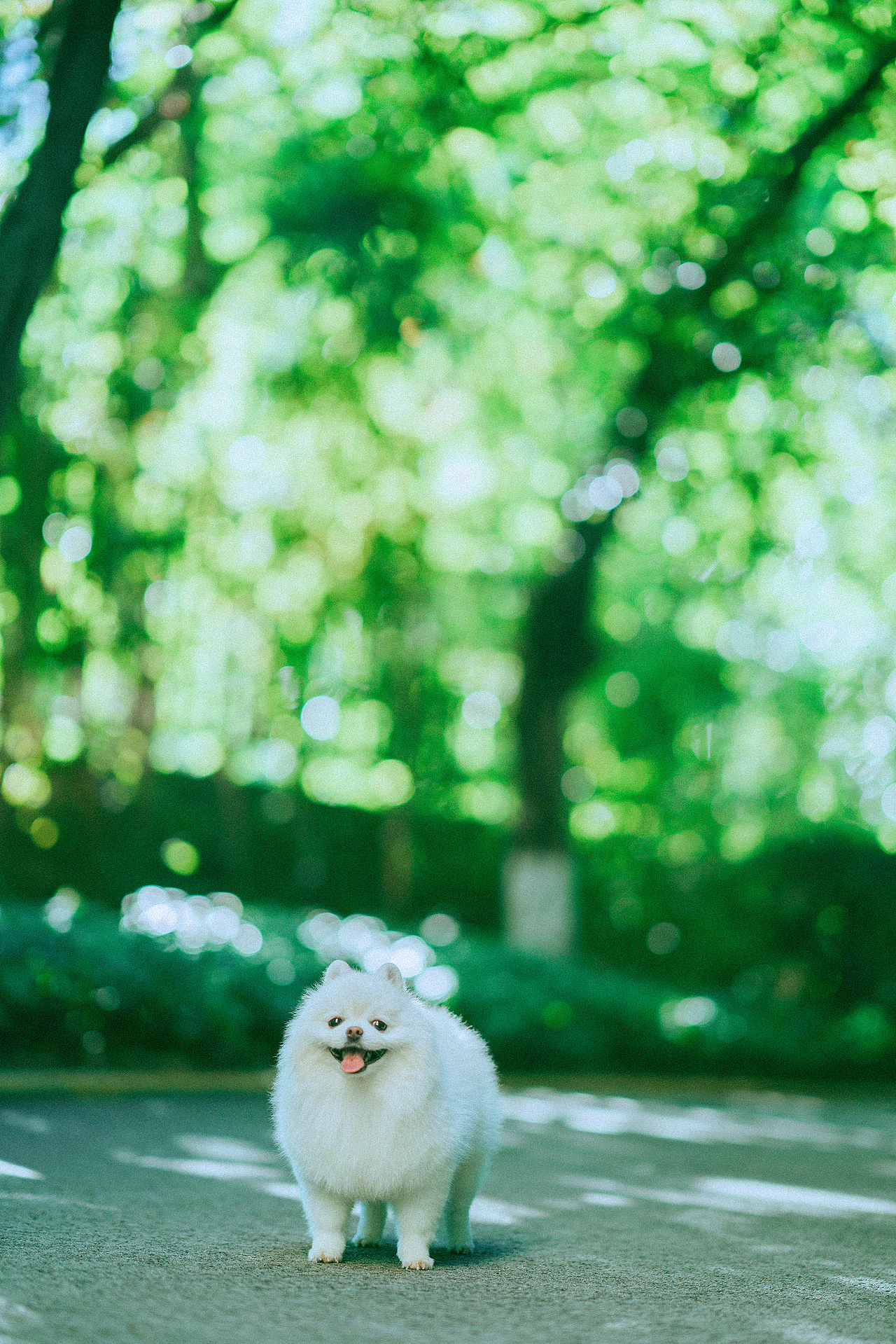 十九的夏天（图ZMzc0NTA1NDY4） - 宠物摄影 - 站酷设计师ROEMWO原创素材 - 站酷ZCOOL