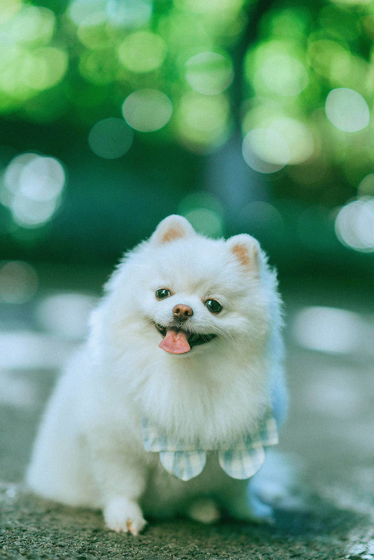 十九的夏天（图ZMzc0NTA1NTEy） - 宠物摄影 - 站酷设计师ROEMWO原创素材 - 站酷ZCOOL