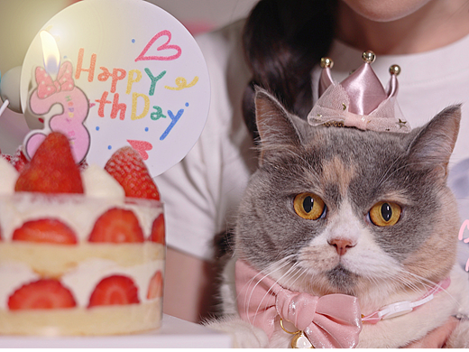 小猫咪的生日仪式感
