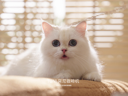 生活电器摄影 | Tuni突尼咖啡机视频 X 东莞锐图摄影