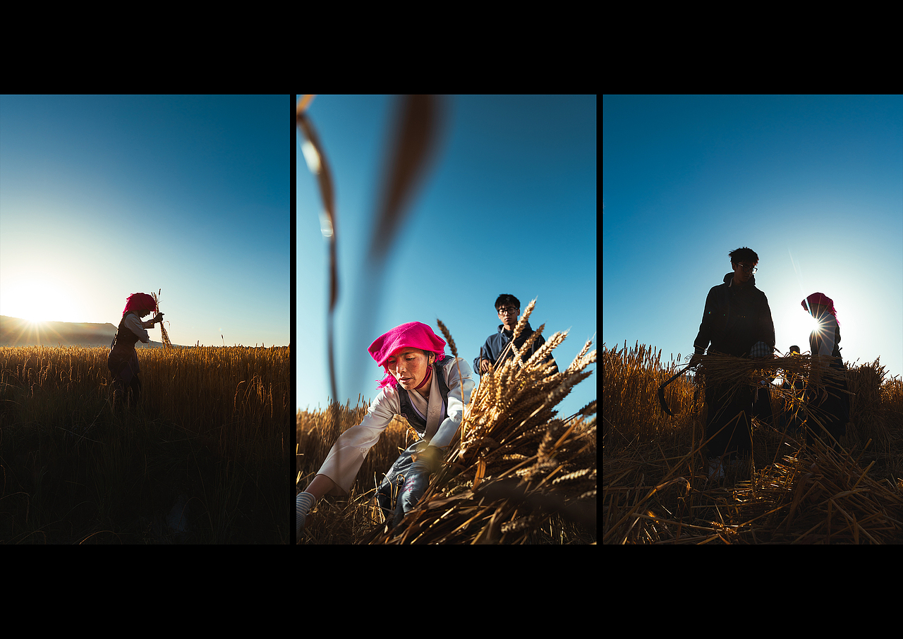 丹正和妈妈在麦田里忙活
妈妈耐心的教他怎么用镰刀收割小麦