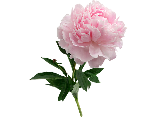 牡丹花PNG