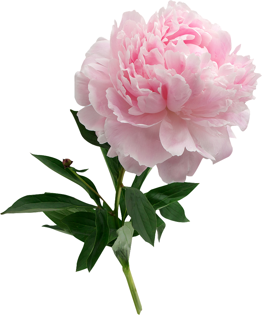 牡丹花PNG（图ZMzc0NzMwNjI4） - 图案 - 站酷设计师十分秋色原创素材 - 站酷ZCOOL