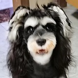 困獸的头像