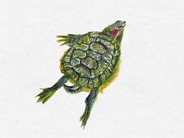 陪我十年的两只龟