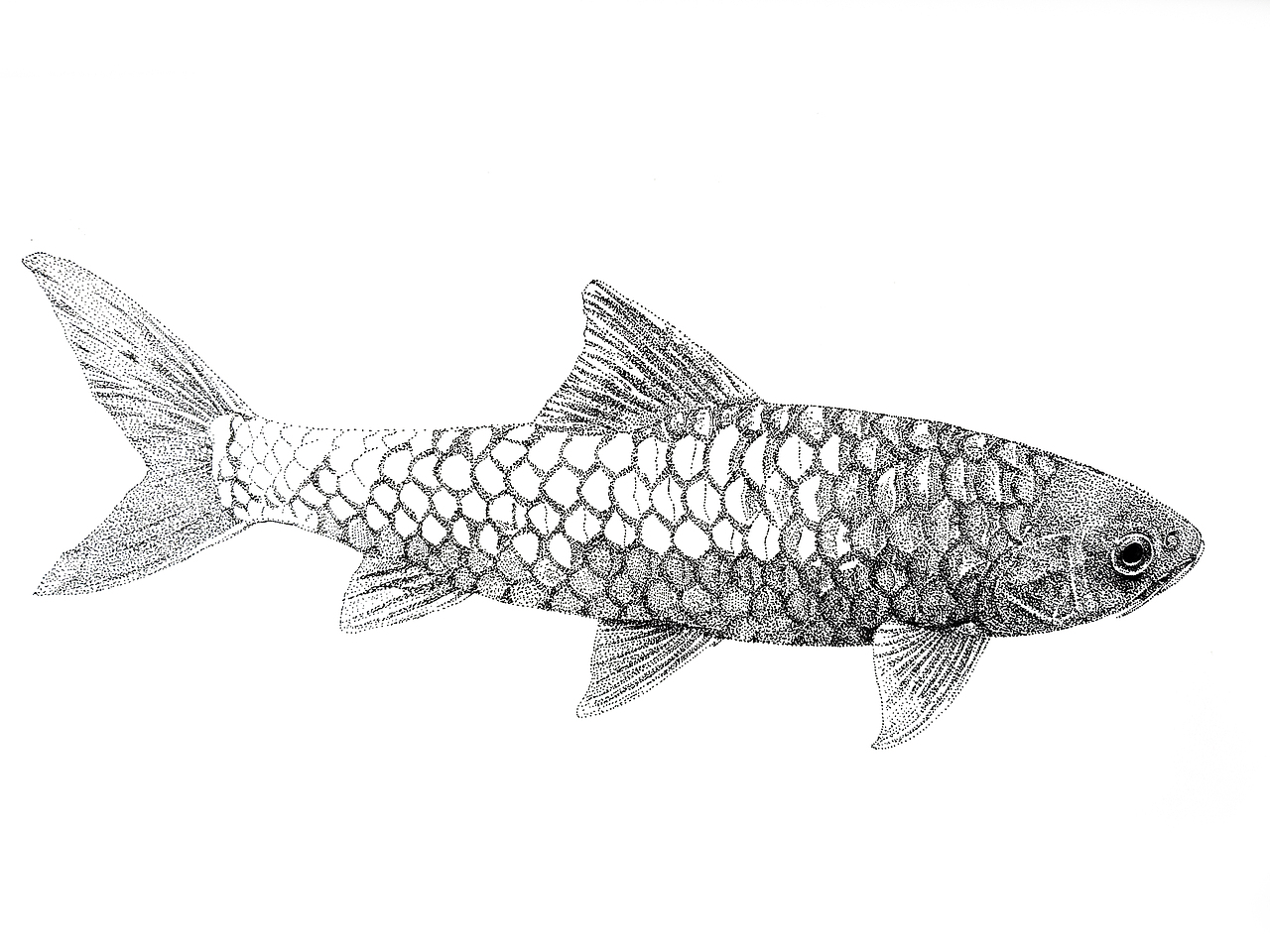 异口蓝吉罗针管笔插画