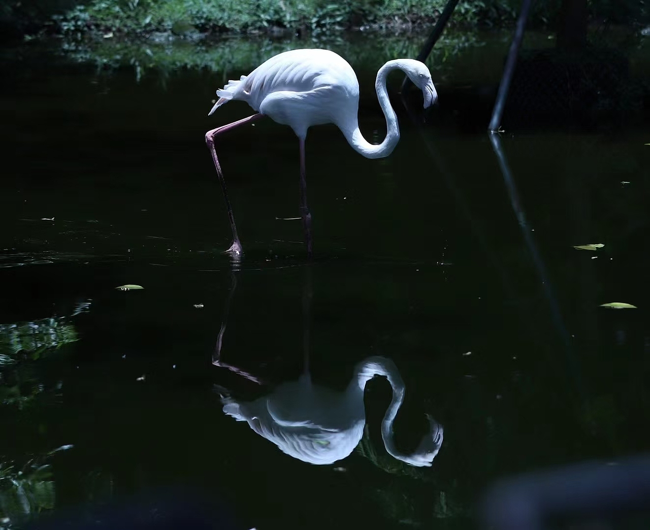 觀鳥記（圖ZMzc0OTEyNjg4） - 風(fēng)光攝影 - 站酷設(shè)計(jì)師二十一是小葵原創(chuàng)素材 - 站酷ZCOOL