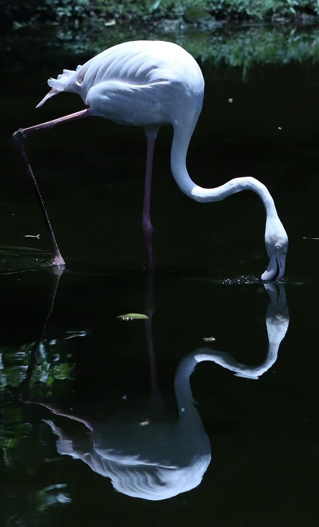 觀鳥記（圖ZMzc0OTEyNjky） - 風(fēng)光攝影 - 站酷設(shè)計(jì)師二十一是小葵原創(chuàng)素材 - 站酷ZCOOL