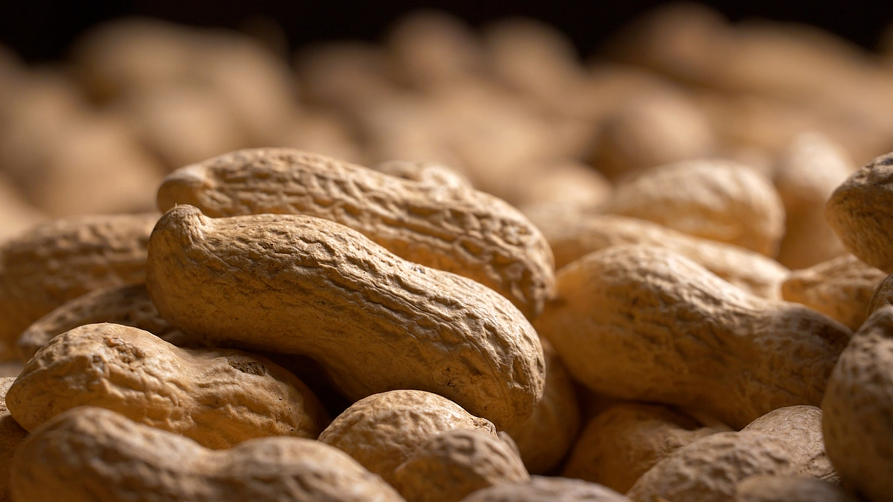 花生油视频宣传片（图ZMzc0OTQzODg4） - 宣传片 - 站酷设计师摄影师王林川原创素材 - 站酷ZCOOL