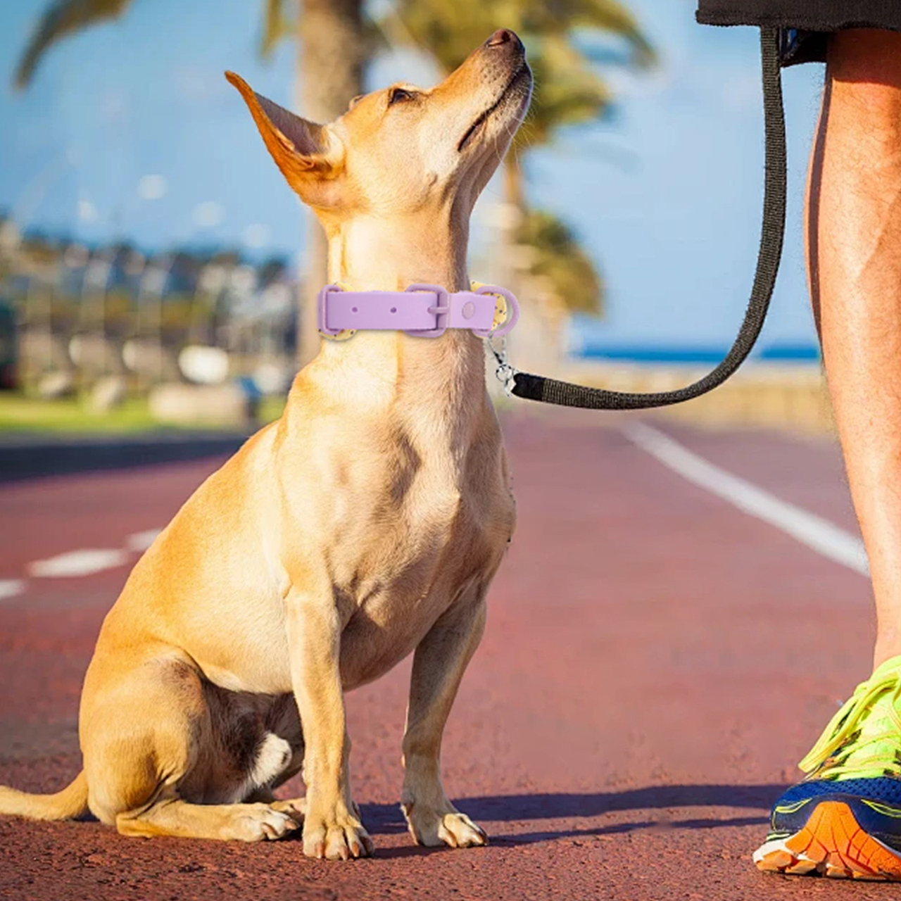 PVC尼龙宠物项圈