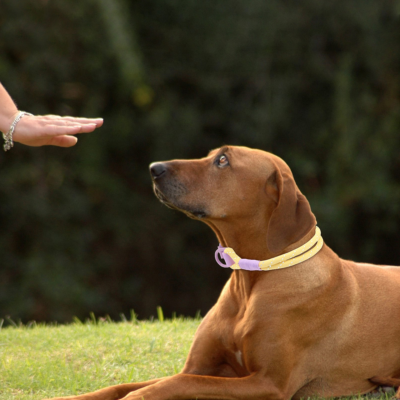 PVC尼龙宠物项圈