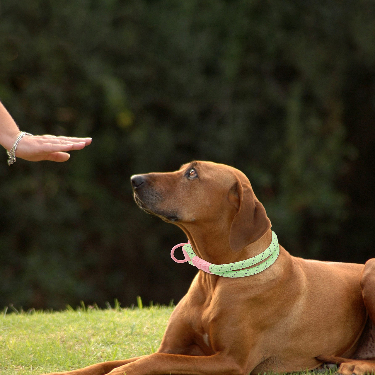 PVC尼龙宠物项圈
