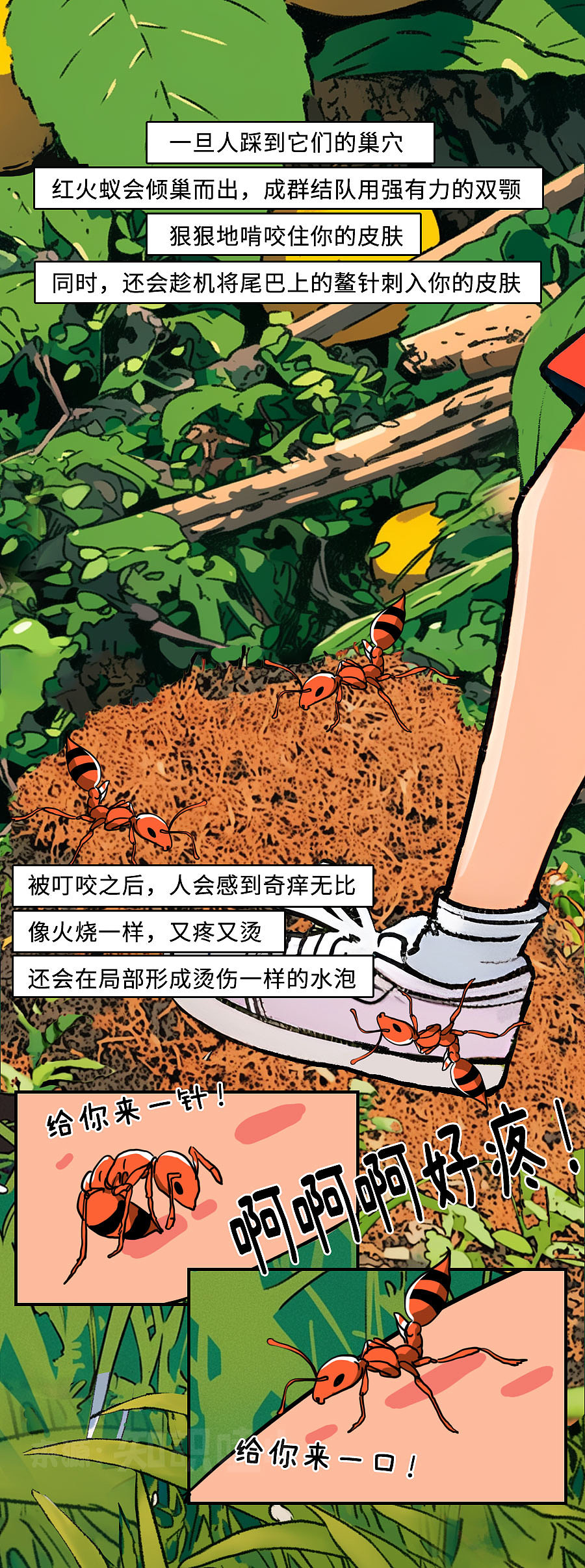 夏日生死劫:被TA咬后,轻则剧痛、红肿,重则丧命!