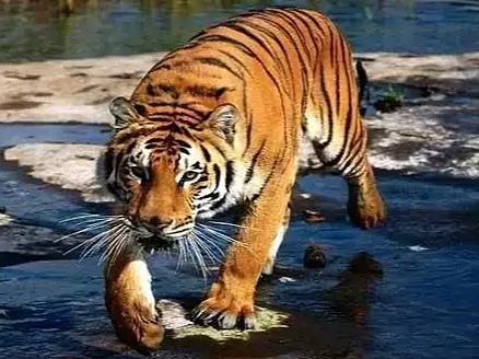 虎的各种画法详解