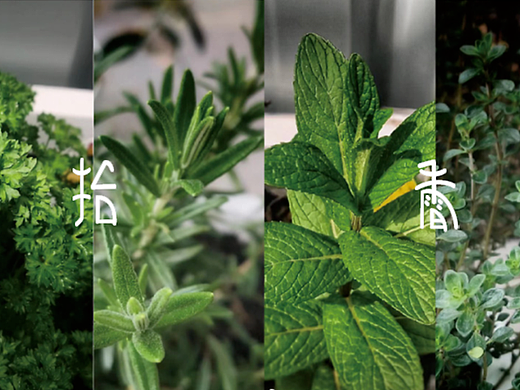 拾香 调味香料品牌包装