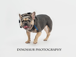 法牛饼饼和可卡海啸