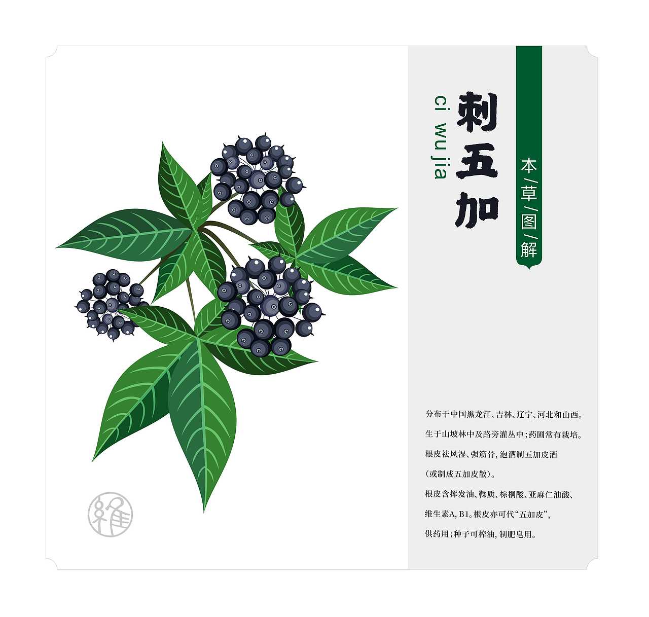 中草药-刺五加（图ZMzc1MDg4MzYw） - 图案 - 站酷设计师维维设计原创素材 - 站酷ZCOOL