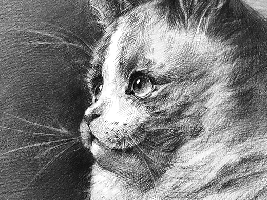 素描动物绘画猫
