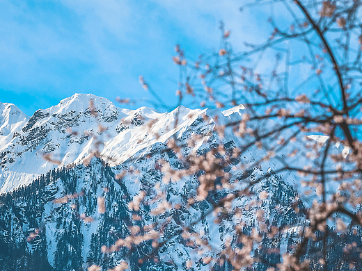西藏 | 遇见林芝波密桃花沟的桃花