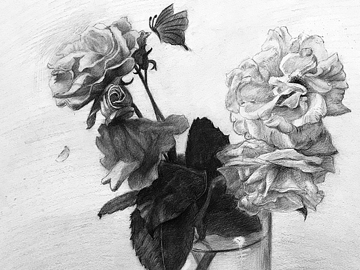素描花卉绘画玫瑰花