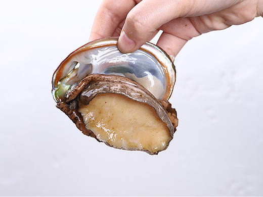 鲜活鲍鱼拍摄