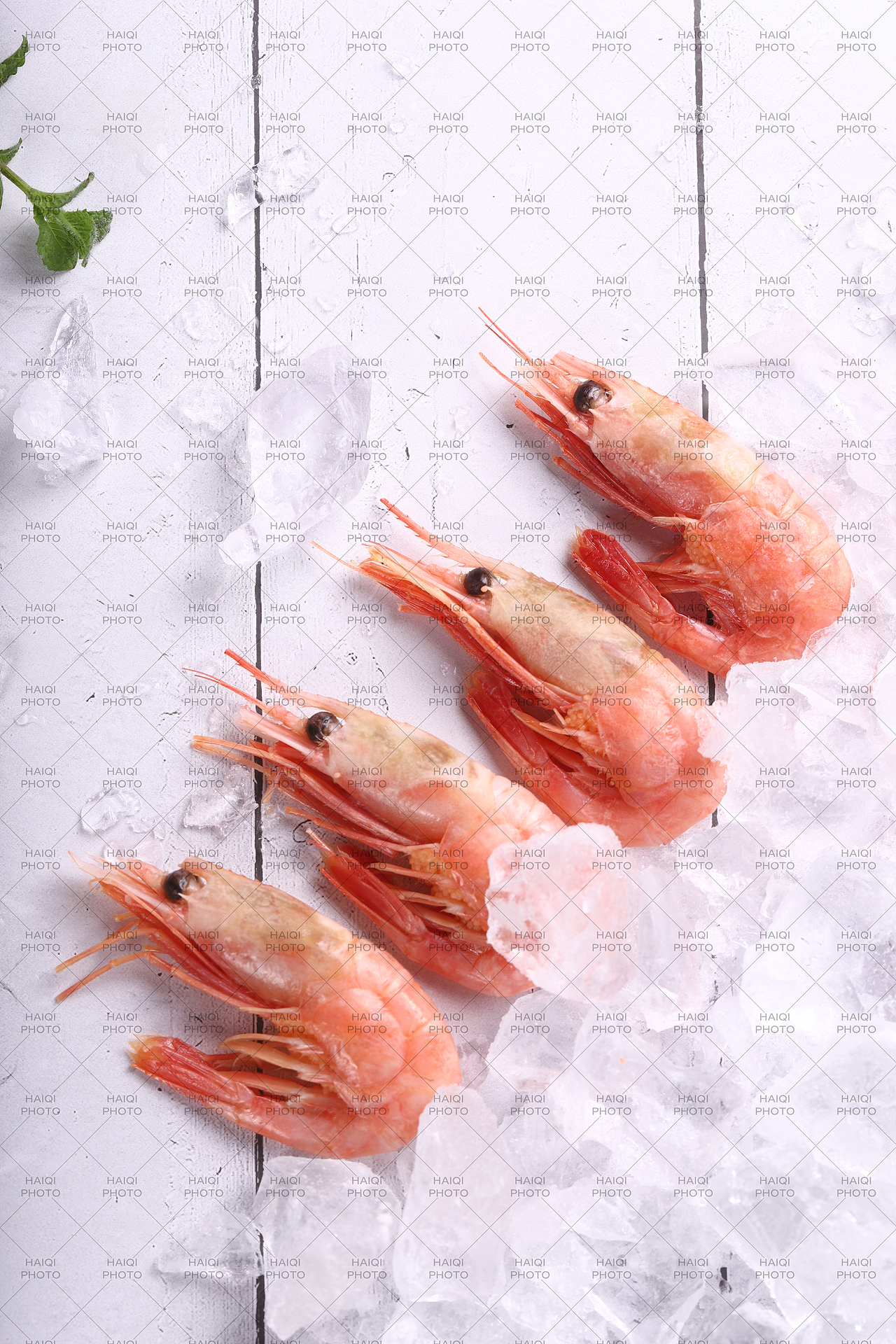 丹麦北极冰虾拍摄