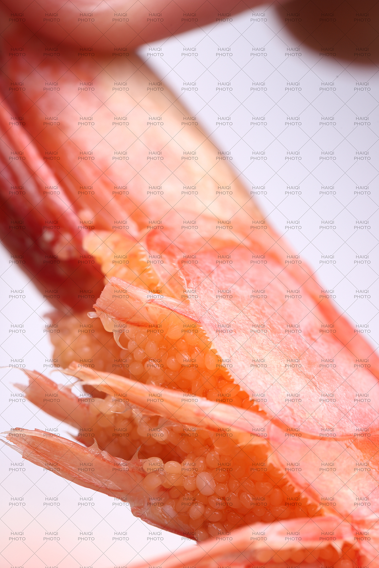 丹麦北极冰虾拍摄