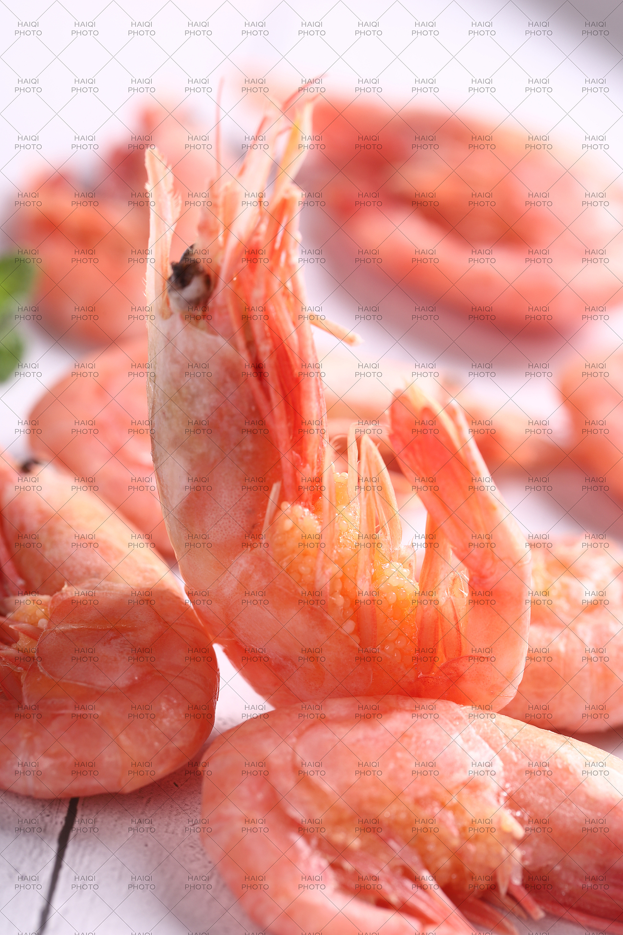 丹麦北极冰虾拍摄