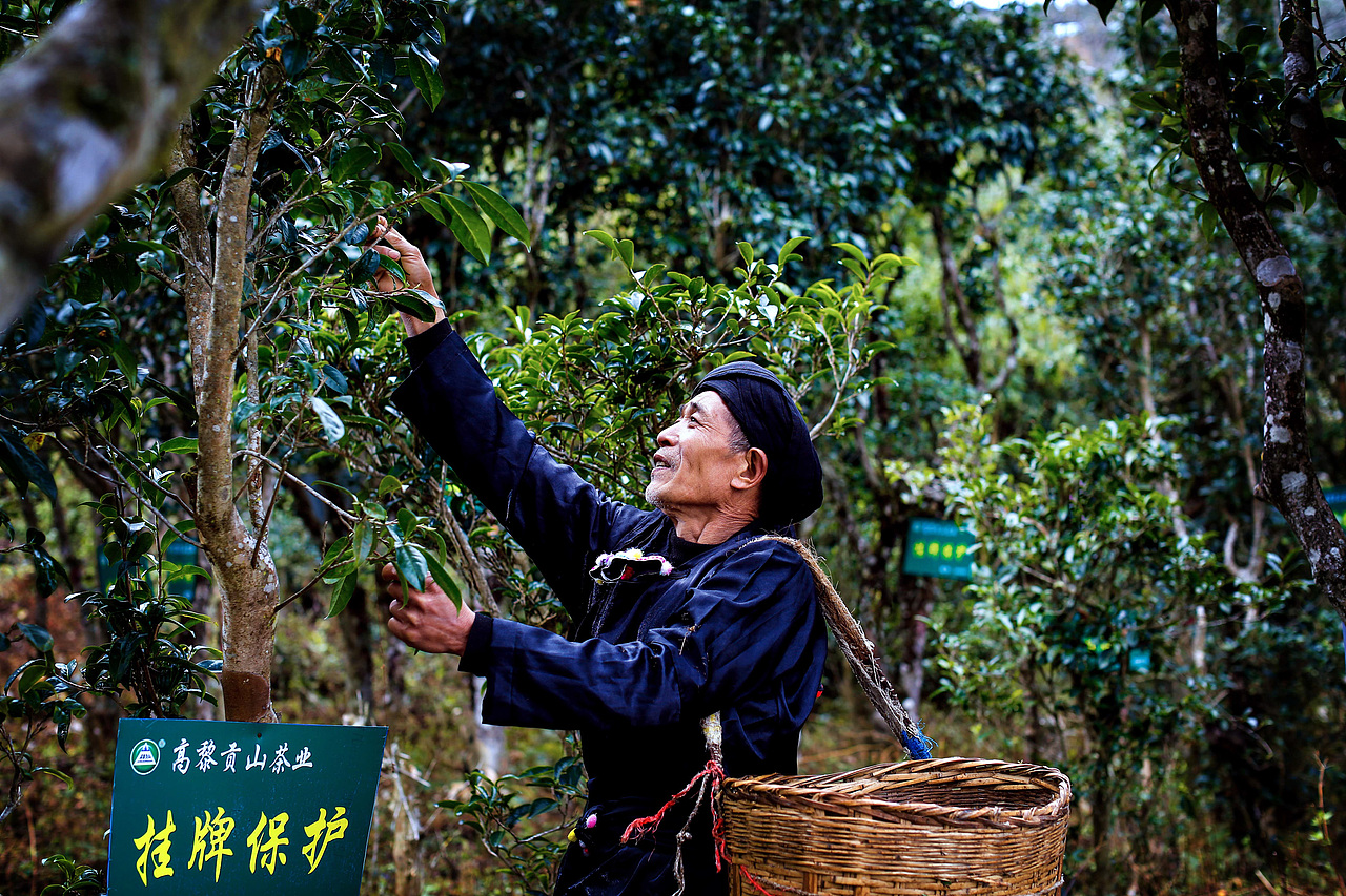 商业摄影丨茶拍摄丨高黎贡山（图ZMzc1MzI4OTA0） - 人文/纪实摄影 - 站酷设计师成都元创未来原创素材 - 站酷ZCOOL
